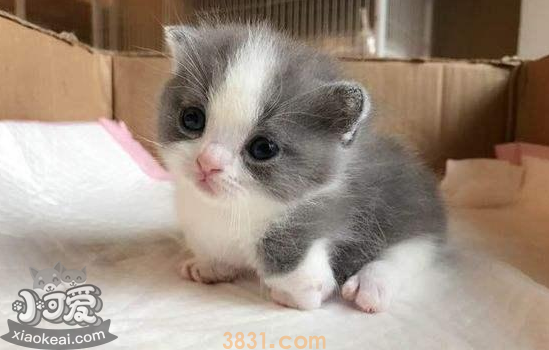 曼基康猫产后呕吐怎么回事 曼基康猫产后注意哪些?(图1)