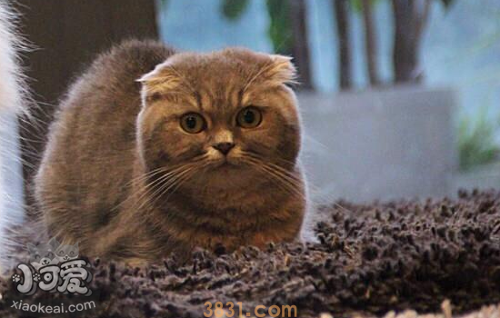 怎么让猫不上床睡觉 如何让猫养成习惯自己睡(图2)