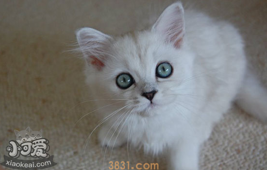 怎么帮助蒂凡尼猫抚育幼猫 如何抚育蒂凡尼幼猫你都知道吗(图2)