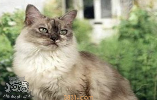 怎么帮助蒂凡尼猫抚育幼猫 如何抚育蒂凡尼幼猫你都知道吗(图1)