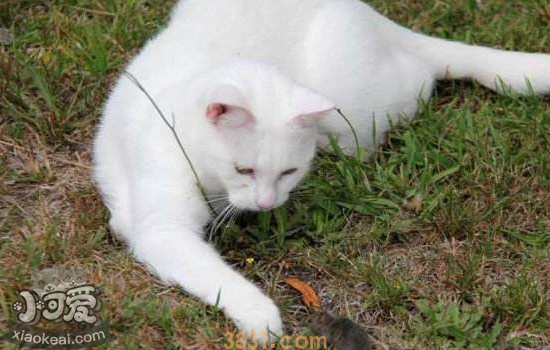 猫怕人怎么办 猫怕人躲着不出来怎么办(图1)
