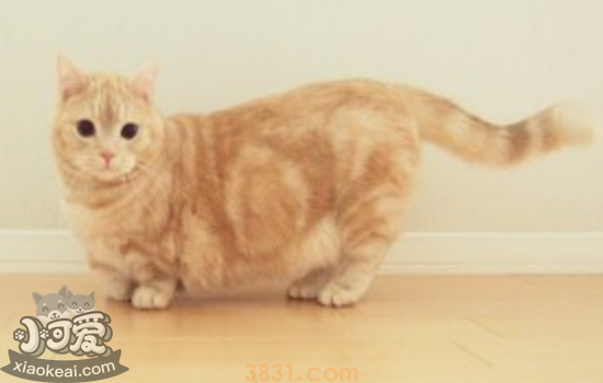 怎么确定曼基康猫是否怀孕 曼基康猫怀孕你知道吗?(图1)