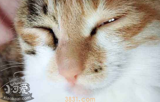 猫眼屎多是什么原因 该怎么处理(图1)