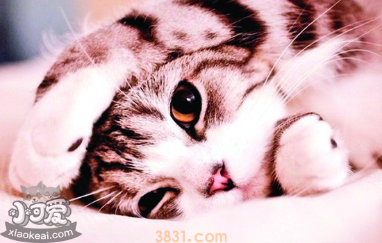 猫传腹症状 猫传腹会传染给人类吗(图1)