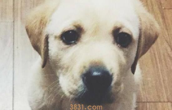 自己家的狗能成为安慰犬么(图1)