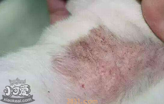 猫藓会传染给人吗 怎么能预防猫藓(图2)