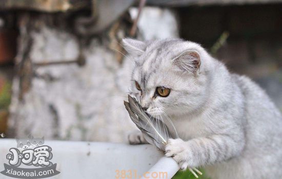 怎么帮猫洗澡不被咬 给猫洗澡有技巧(图2)