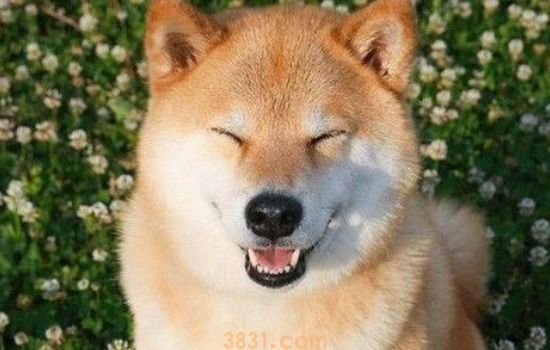 导盲犬可以帮助盲人干什么?它可真是一条了不起的狗啊!(图2)