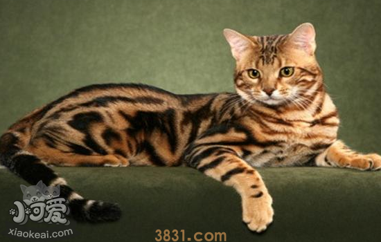 豹猫公猫不愿与母猫交配怎么办 豹猫公母猫交配的小办法!(图1)