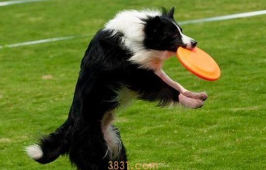 导盲犬是什么狗? 关于导盲犬你必须要知道的4件事(图2)