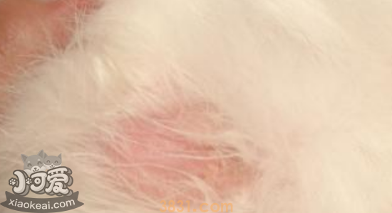 猫藓和奶藓的区别 其实它们都是一种病(图1)