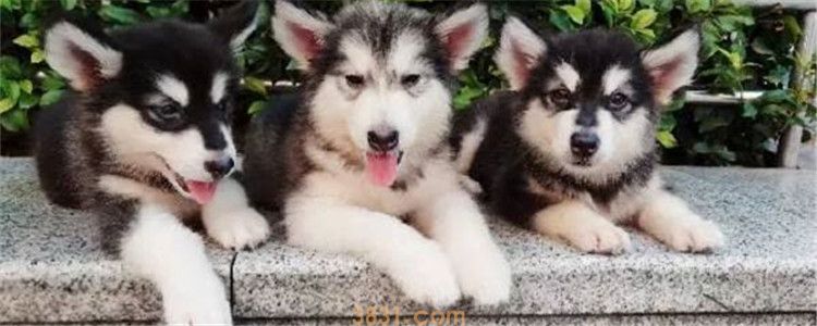 阿拉斯加雪橇犬好养吗 饲养阿拉斯加可以吗?(图1)