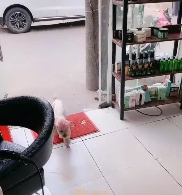 狗狗自个来理发,一进门就吆喝店小二,建国后狗成精了(图1)