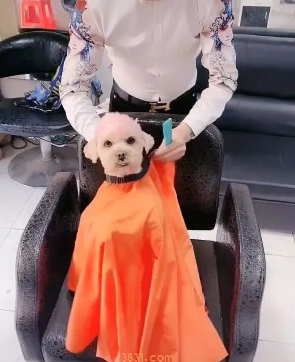 狗狗自个来理发,一进门就吆喝店小二,建国后狗成精了(图2)