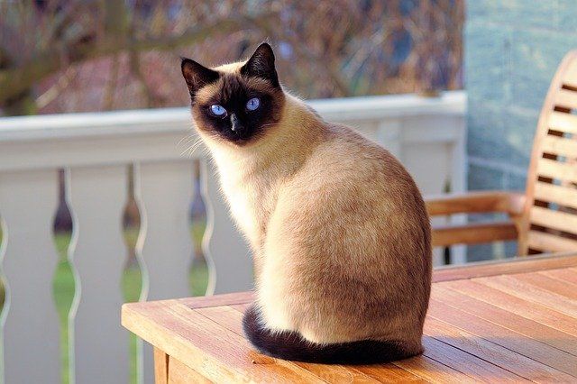 小猫到处拉屎怎么办 教你快速训练小猫上厕所(图1)