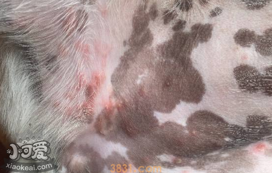 猫湿疹的症状 该如何治疗(图1)