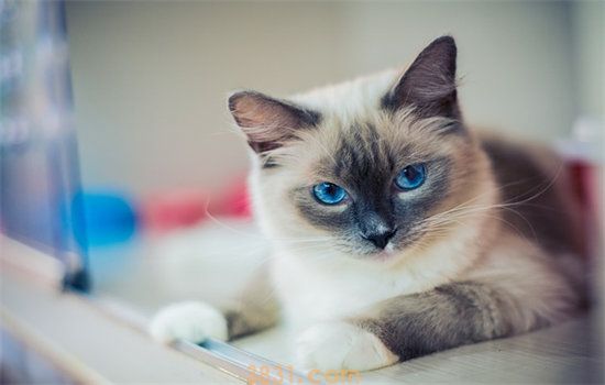 小猫咪可以喝纯牛奶吗 你的无知可能害死猫(图1)