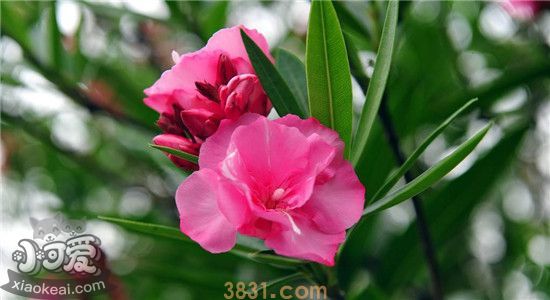 四种对猫有害的植物 你家有养这些植物吗(图1)