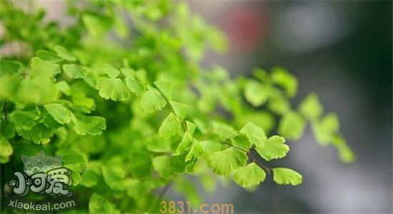 四种对猫有害的植物 你家有养这些植物吗(图2)