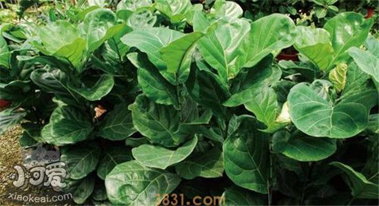 四种对猫有害的植物 你家有养这些植物吗(图3)