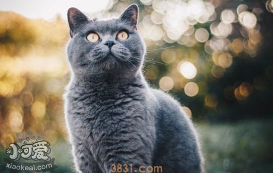 英短猫可以喝牛奶吗 喝牛奶可能导致腹泻(图1)