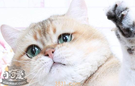 加菲猫怀孕怎么照顾  要注意些什么(图2)