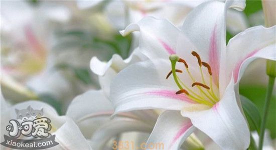 对猫咪有毒的常见花卉(图1)