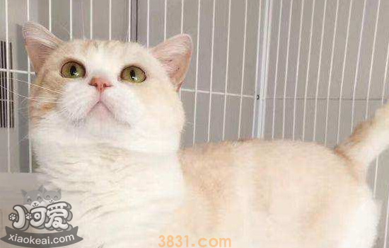 猫为什么会厌食 引起猫厌食你知道都是什么吗?(图1)