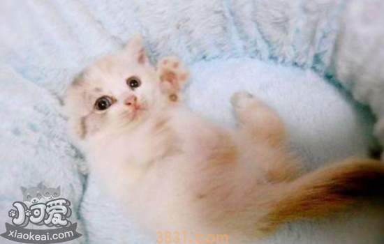 猫为什么会厌食 引起猫厌食你知道都是什么吗?(图2)