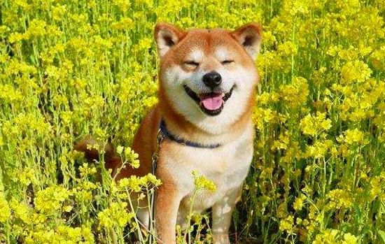 狗狗晒太阳的好处 这五点你一定要知道(图2)