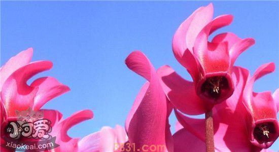 什么植物对猫有毒 家里有猫的人要注意了(图1)