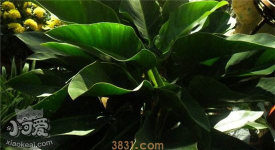 什么植物对猫有毒 家里有猫的人要注意了(图2)