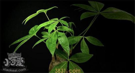 什么植物对猫有毒 家里有猫的人要注意了(图3)