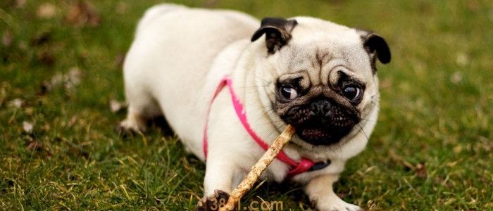 狗狗可以晒太阳吗 狗狗晒太阳的好处竟然有这些..(图1)