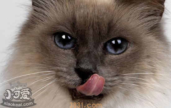 猫化毛膏多久喂一次 猫吃化毛膏要注意什么(图2)