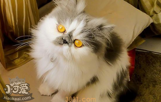 怎么给波斯猫洗澡 给波斯猫洗澡要注意什么(图1)