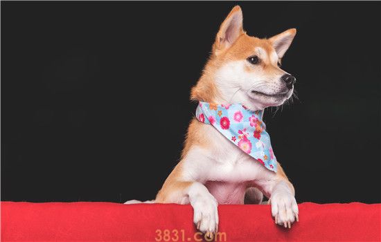 狗有尖牙吗 狗狗一共有多少颗牙齿?(图1)