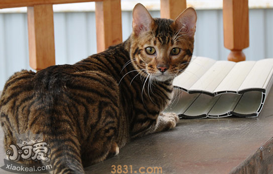 玩具虎猫妊娠期多长时间 玩具虎猫怀孕期间需要注意哪些呢(图1)
