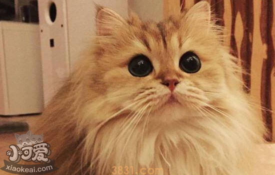 长毛猫夏天要剃毛吗 长毛猫夏天剃毛的方法你知道吗?(图1)