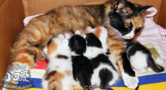 猫咪生完孩子不管 是什么原因(图1)