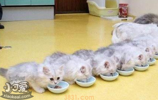 猫咪生完孩子不管 是什么原因(图2)