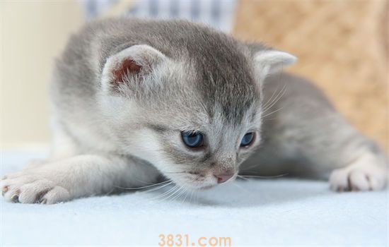 猫咪不吃东西怎么办?(图1)