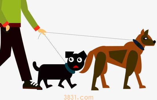 狗狗秋天掉毛严重? 没关系,小编教你应对(图2)