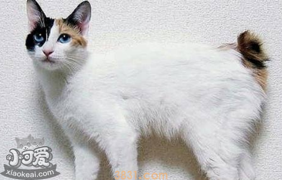 猫有月经吗 猫咪有没有月经你作为主人都不清楚吧!(图1)