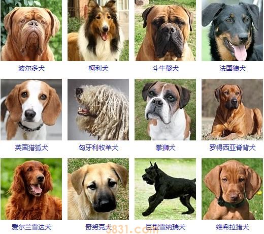 大型犬品种大全 你知道吗?(图2)