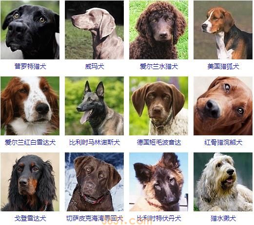 大型犬品种大全 你知道吗?(图3)
