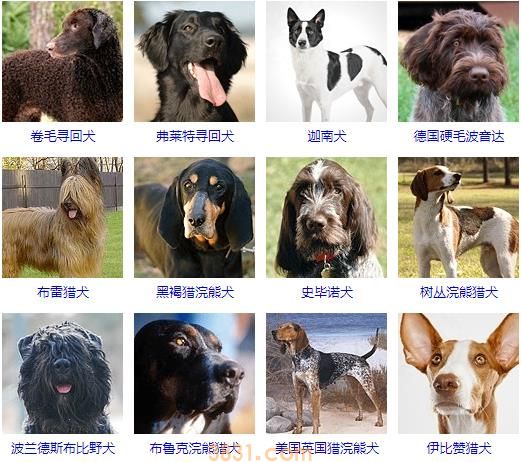 大型犬品种大全 你知道吗?(图4)