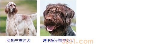 大型犬品种大全 你知道吗?(图5)