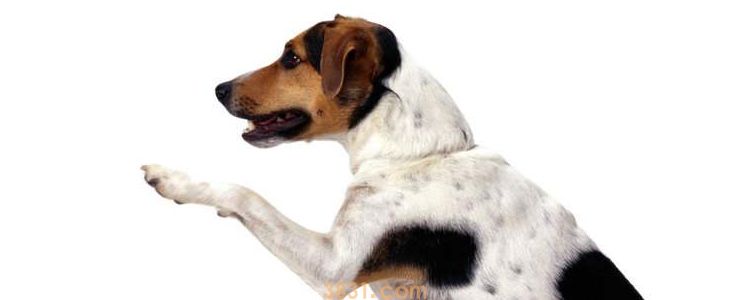 中型犬品种大全 这些狗狗你都认识吗(图3)