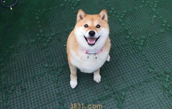 小型犬品种大全 这些狗狗你想养哪只?(图5)